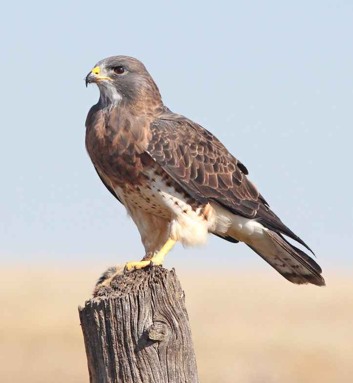 white and brown bird